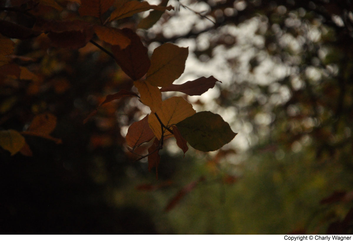 DSC_0746_C.jpg